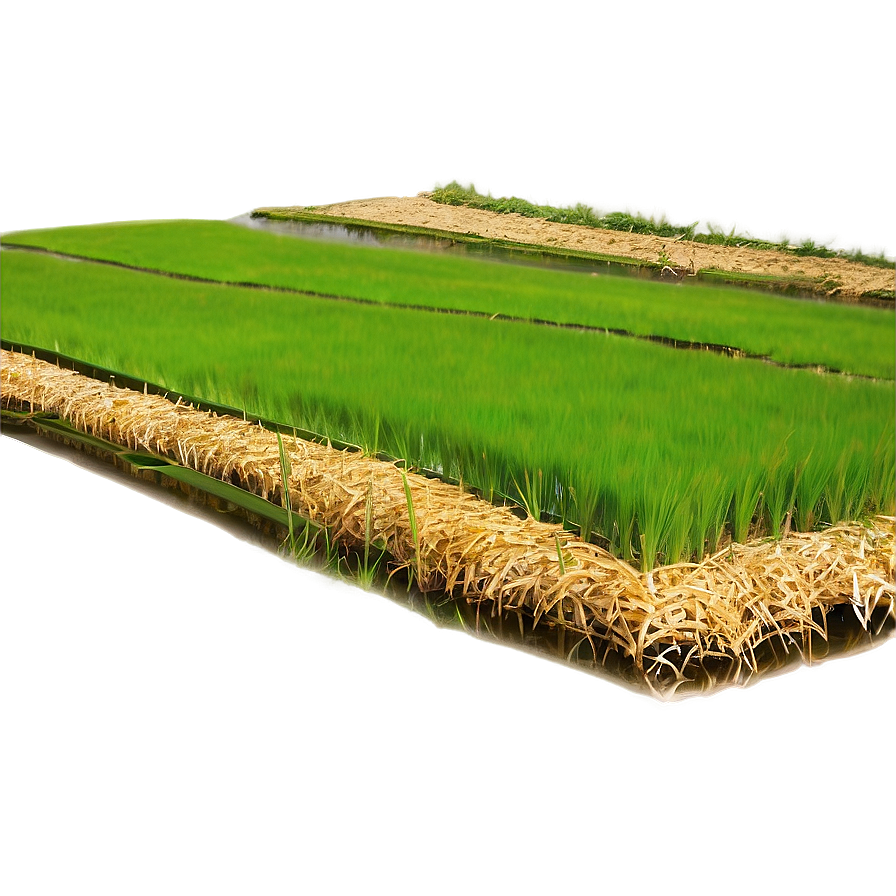 Rice Paddy Png 12