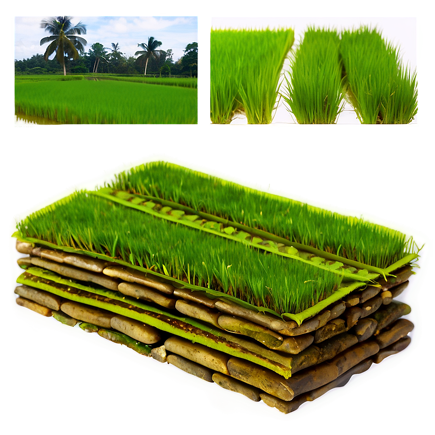 Rice Paddy Png Qcf