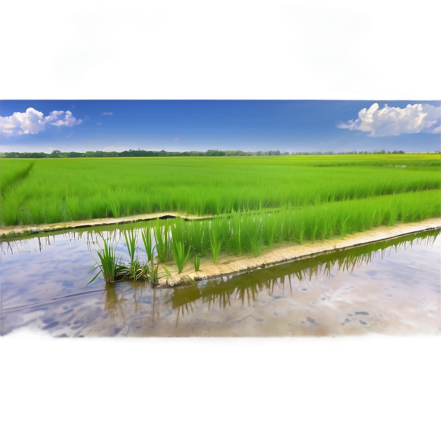 Rice Paddy Png Tmu43