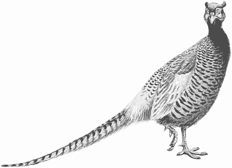 Ringnecked Pheasant Illustration PNG with transparent background