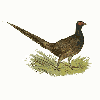 Ringnecked Pheasant Illustration PNG with transparent background