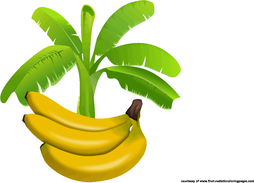 Ripe_ Bananas_ Under_ Banana_ Tree_ Illustration