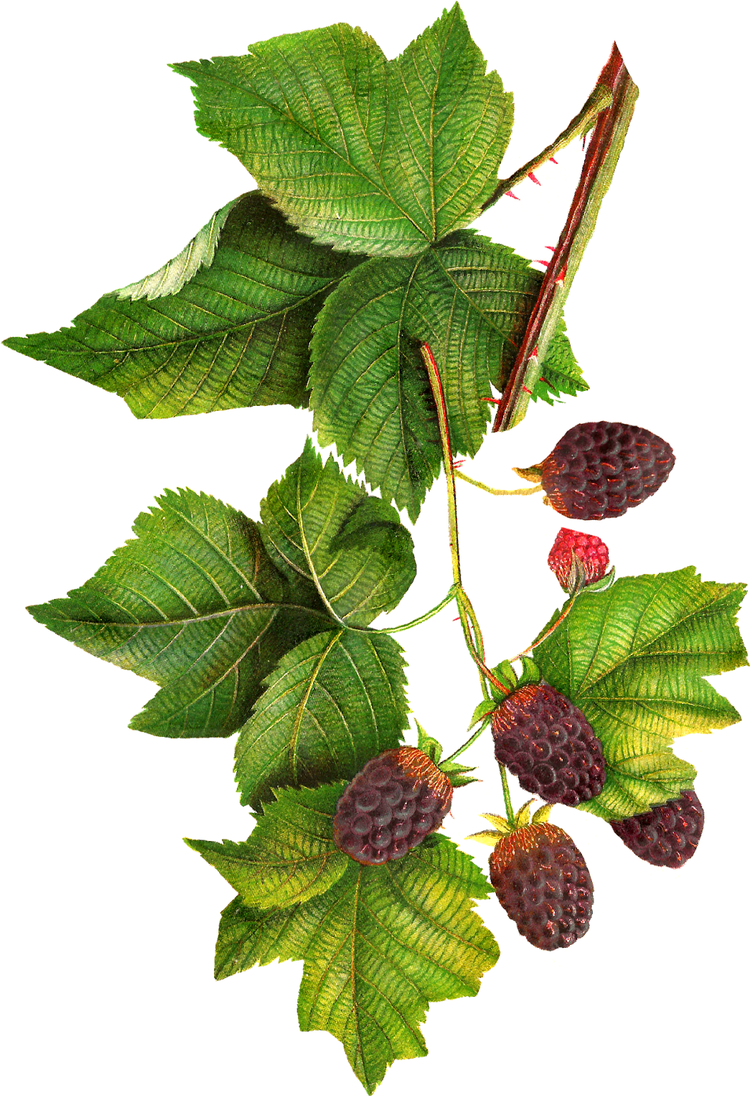Jam Clipart Blackberry Jam - Botanical Illustration Blackberries Png, Transparent Png PNG with transparent background