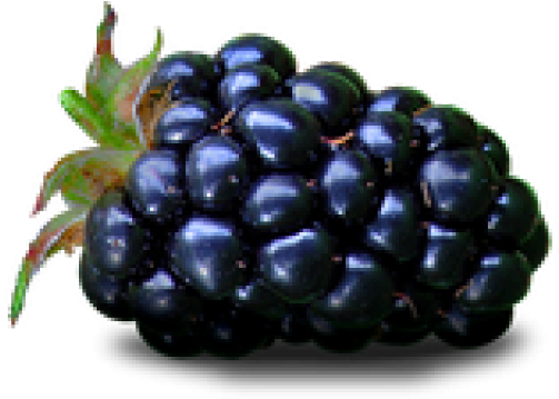 Blackberry Fruit Png Transparent Images - Purple Colour Fruit Name, Png Download PNG with transparent background