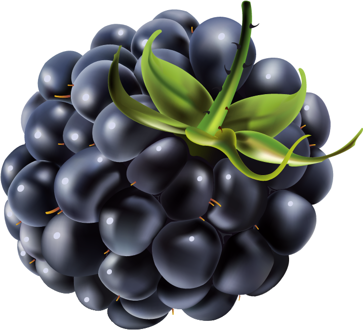 Ripe Blackberry Cluster Illustration