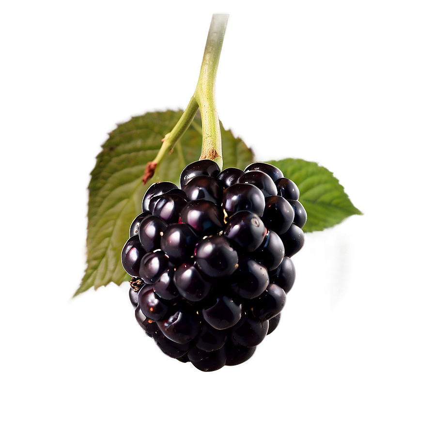 Ripe Blackberry Fruit PNG 05232024 PNG with transparent background