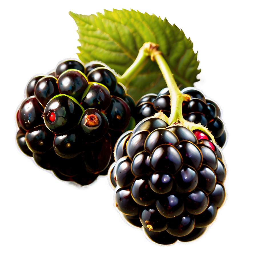 Ripe Blackberry Fruit PNG 95 PNG with transparent background