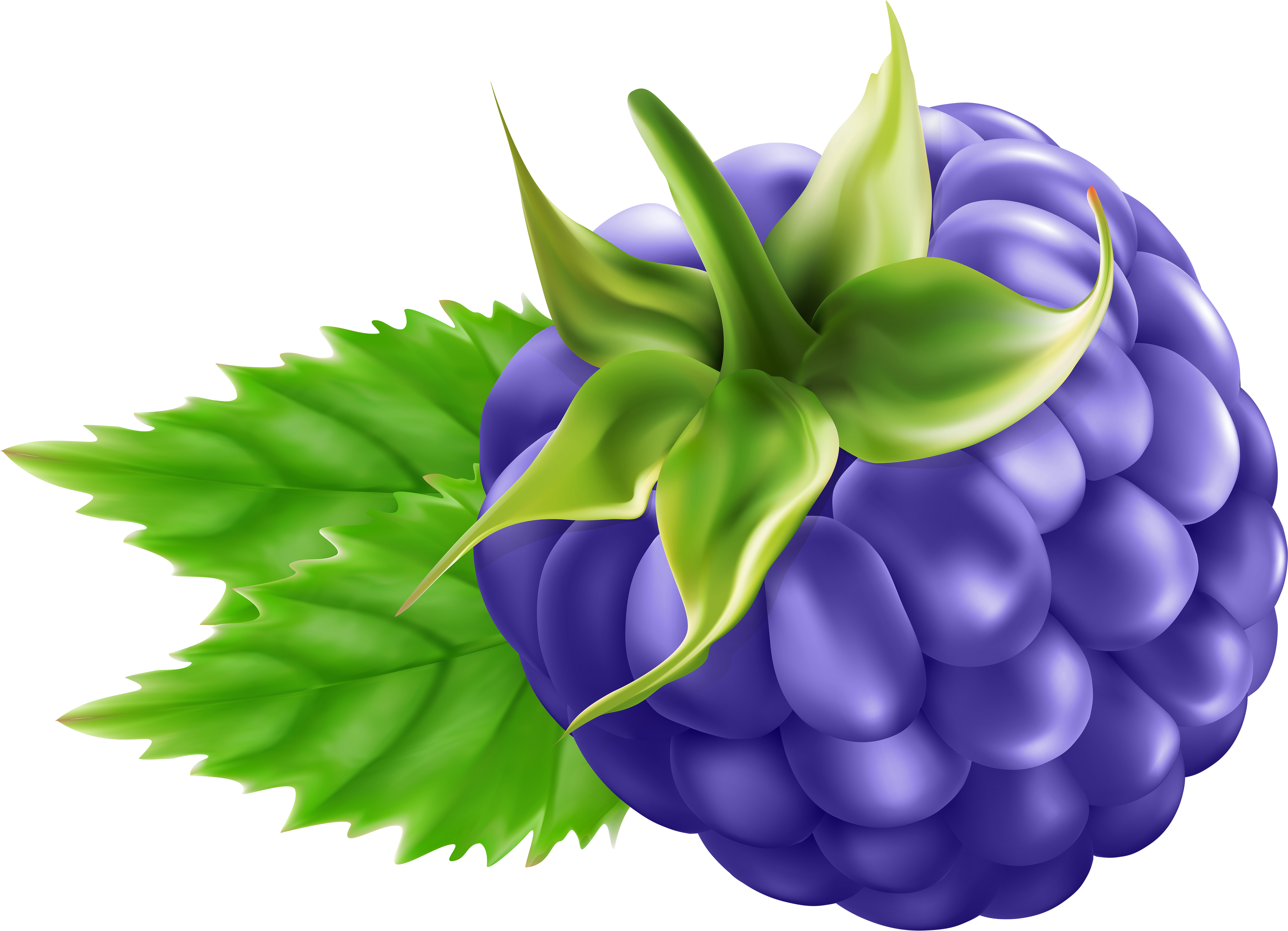 Blackberry Transparent Png Clip Art - Blackberry Fruit Png Clipart, Png Download PNG with transparent background