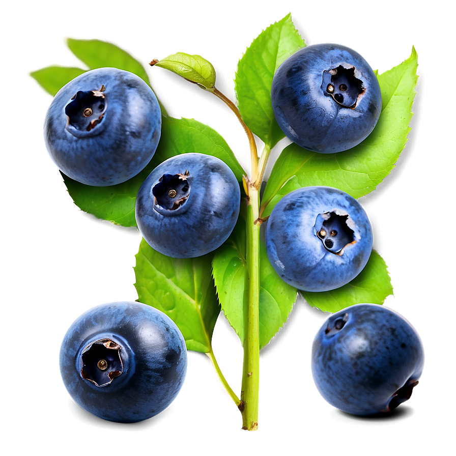 Ripe Blueberries PNG 05242024 PNG with transparent background