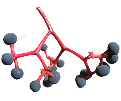 Ripe Blueberrieson Branch PNG with transparent background