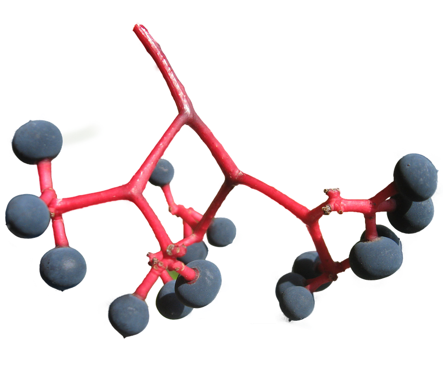 Ripe Blueberrieson Branch PNG with transparent background