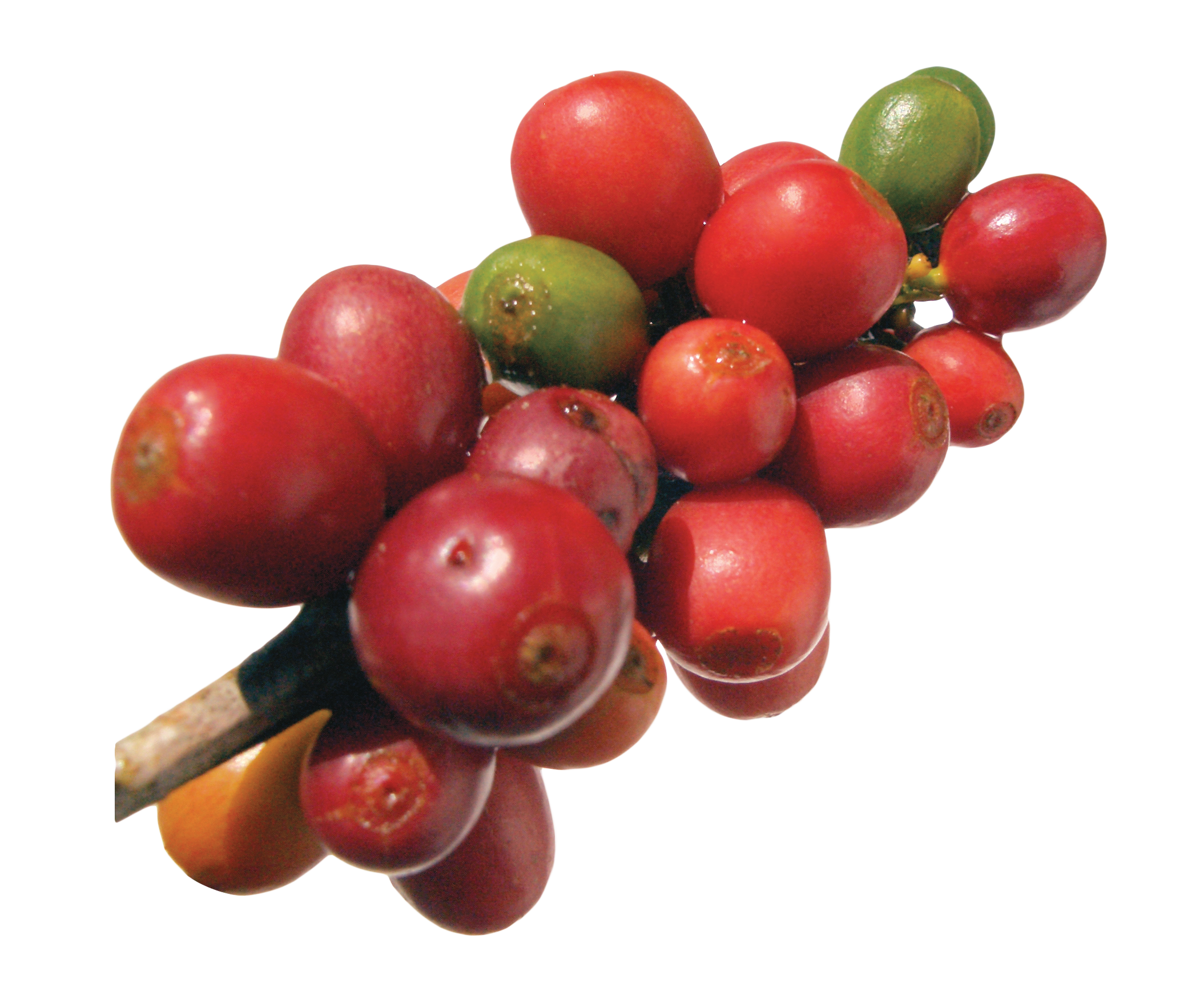 Ripe Coffee Cherries Branch