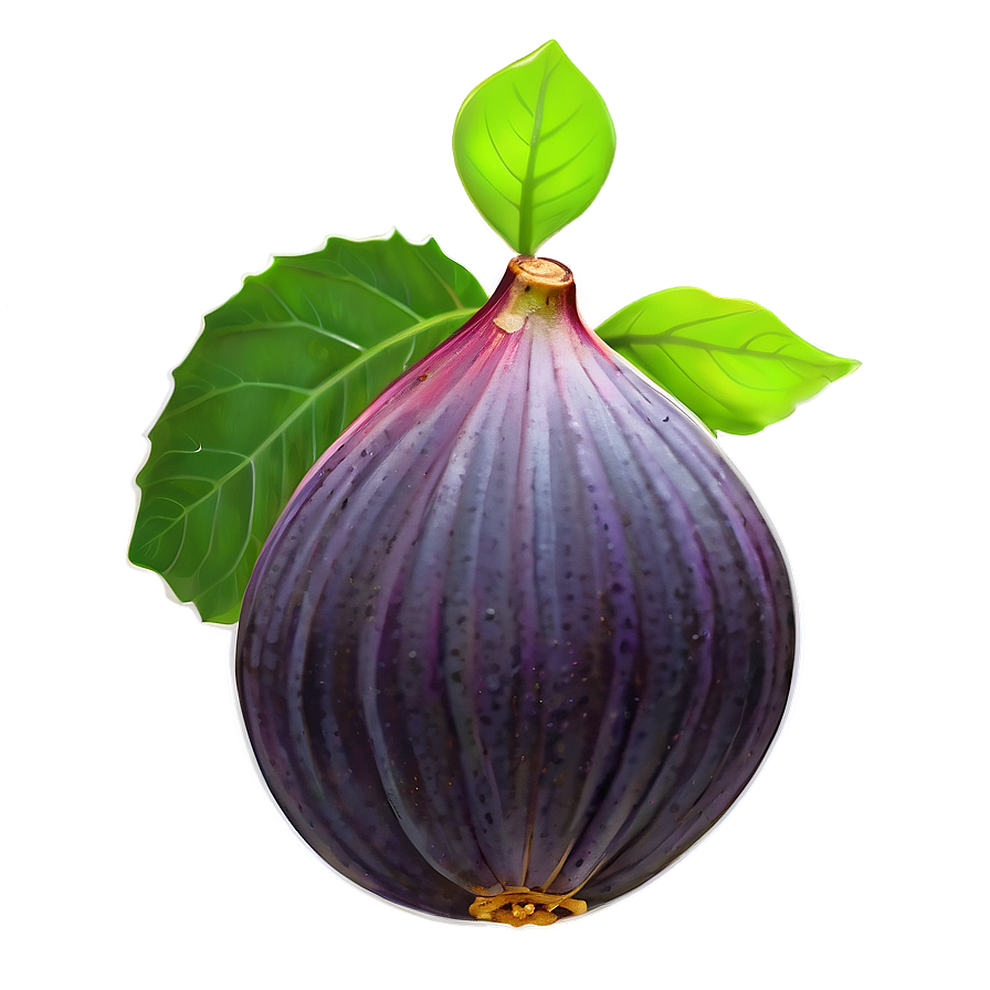 Ripe Fig Illustration PNG 58 PNG image with a transparent background, free high-resolution download