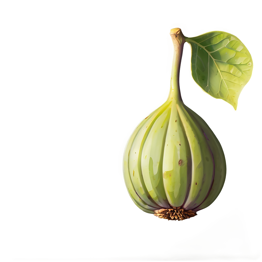 Ripe Fig Illustration PNG hcu PNG image with a transparent background, free high-resolution download