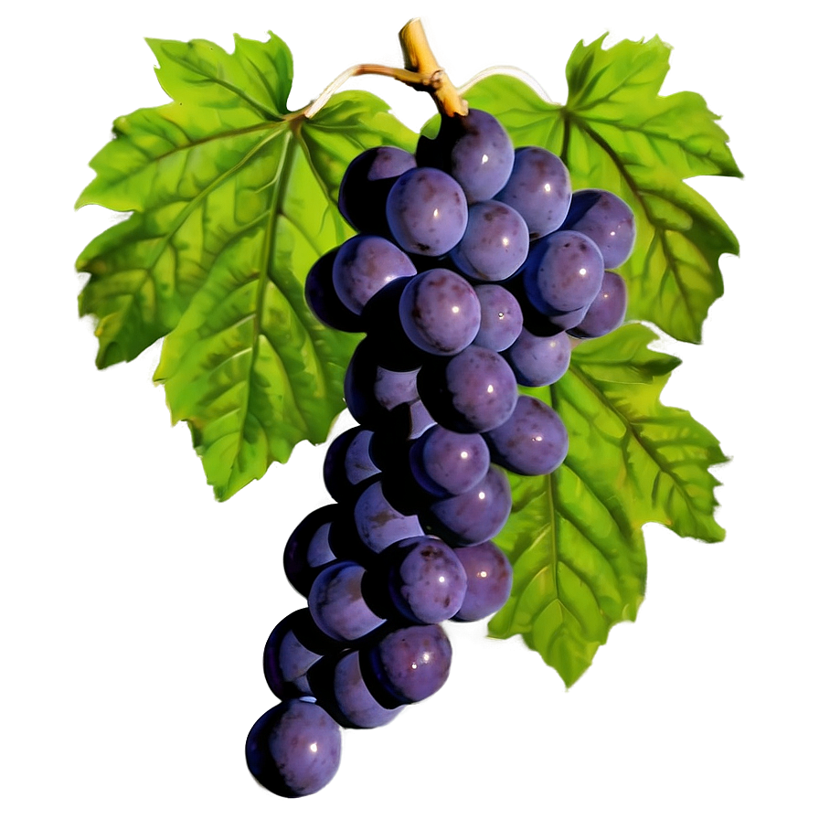 Ripe Grapeson Vine