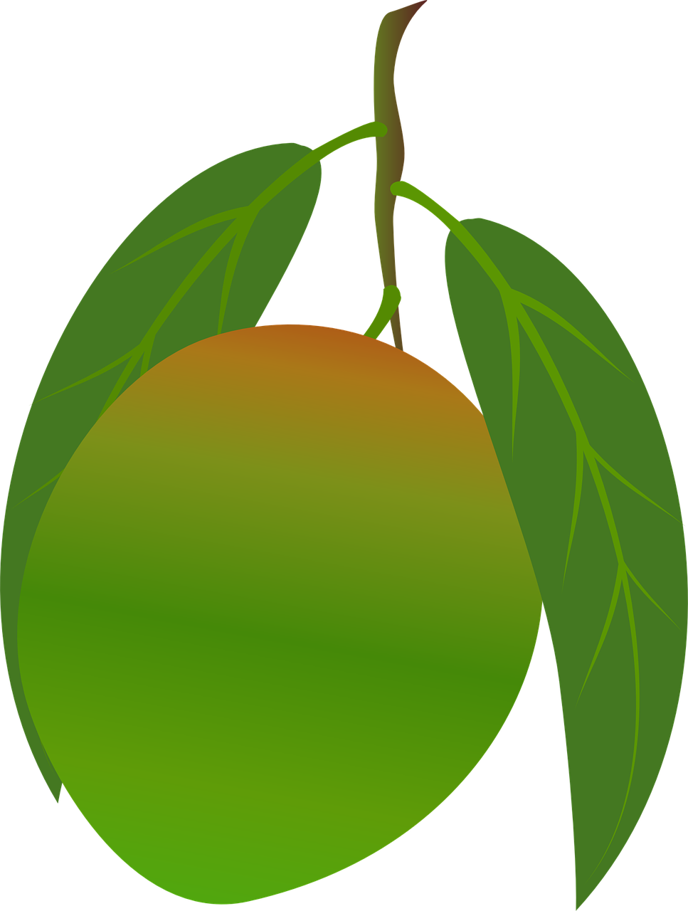 Ripe Mango With Leaves Vector PNG with transparent background