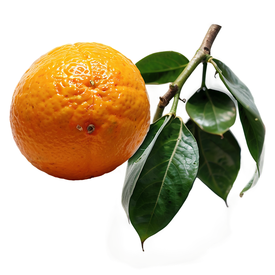 Ripe Orange Fruit Png 05032024