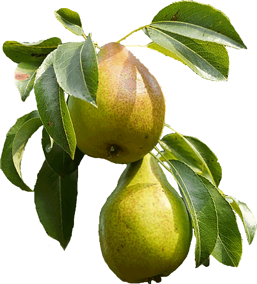Transparent Pears Png - Pear, Png Download PNG with transparent background