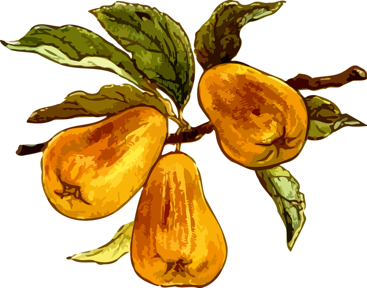 Pear, HD Png Download PNG with transparent background