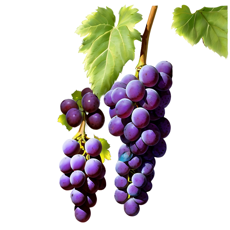 Ripe Purple Grapeson Vine