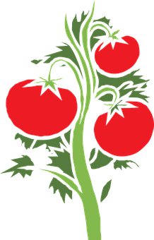 Ripe Tomatoeson Vine PNG with transparent background