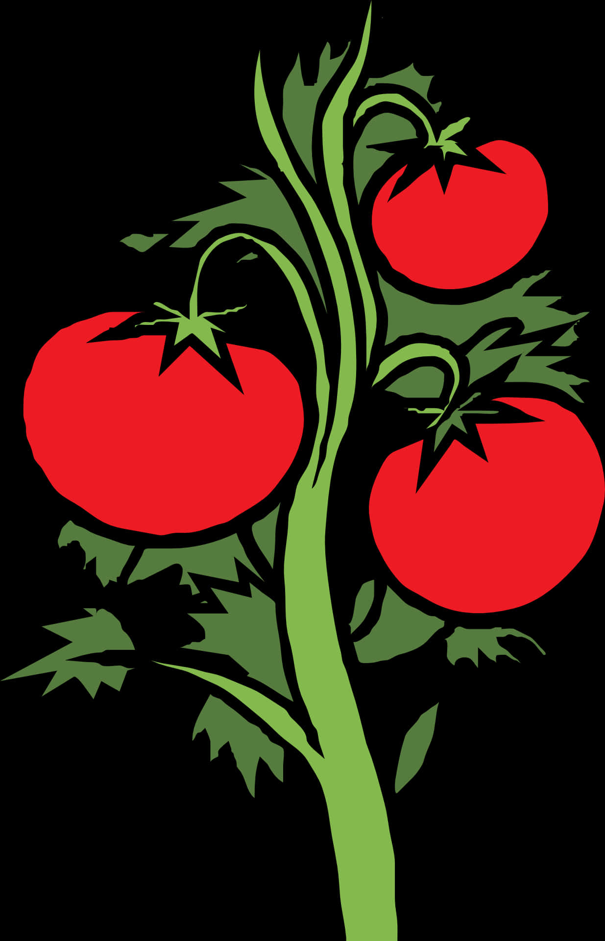 Ripe Tomatoeson Vine Illustration