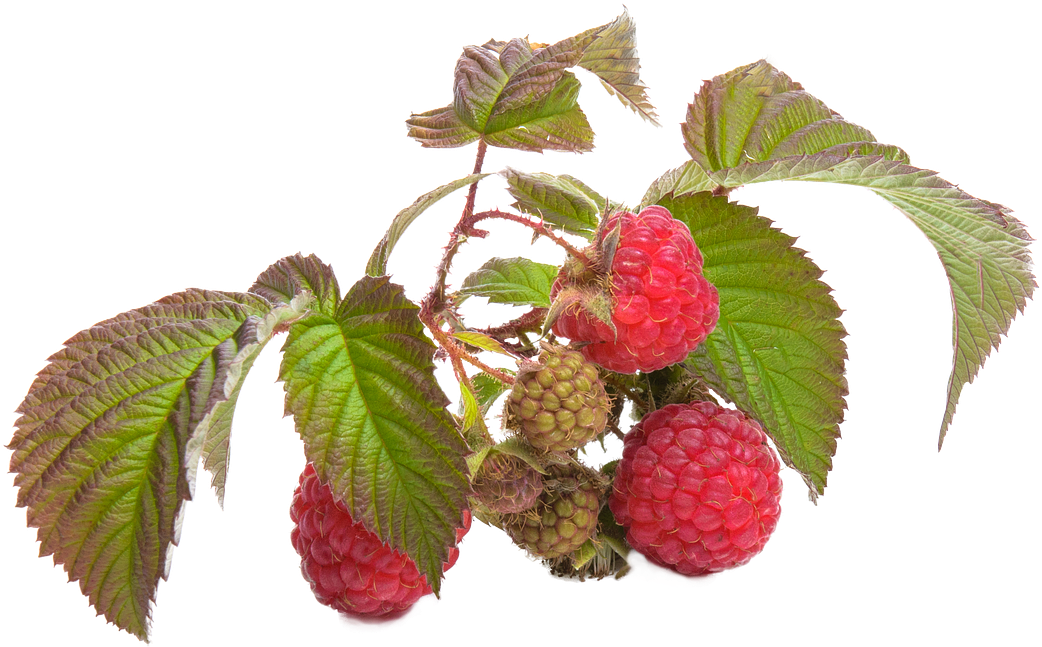 Ripeand Unripe Raspberries Branch