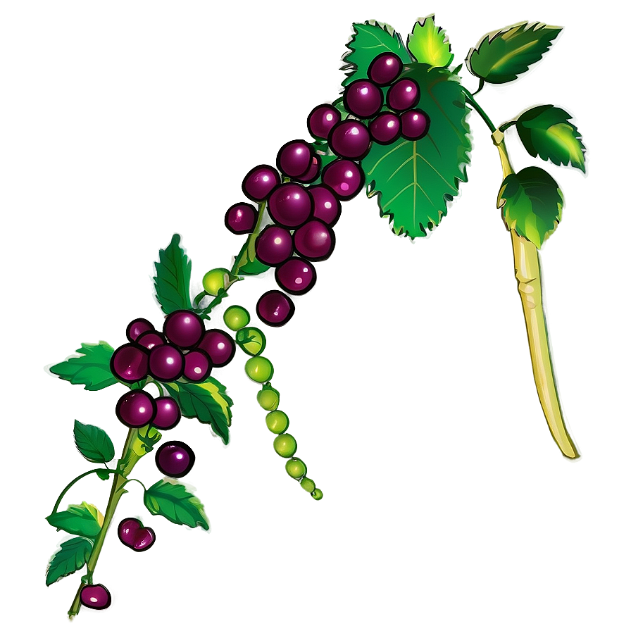 Ripening Grapevine Illustration