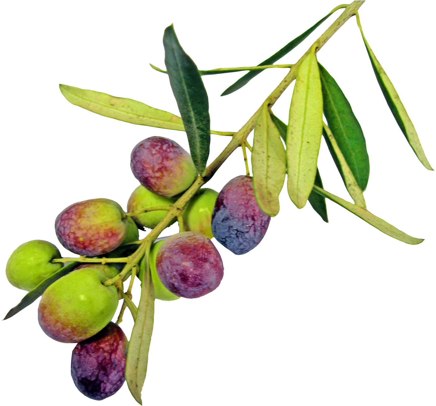 Png Olive Trees Transparent, Png Download PNG with transparent background
