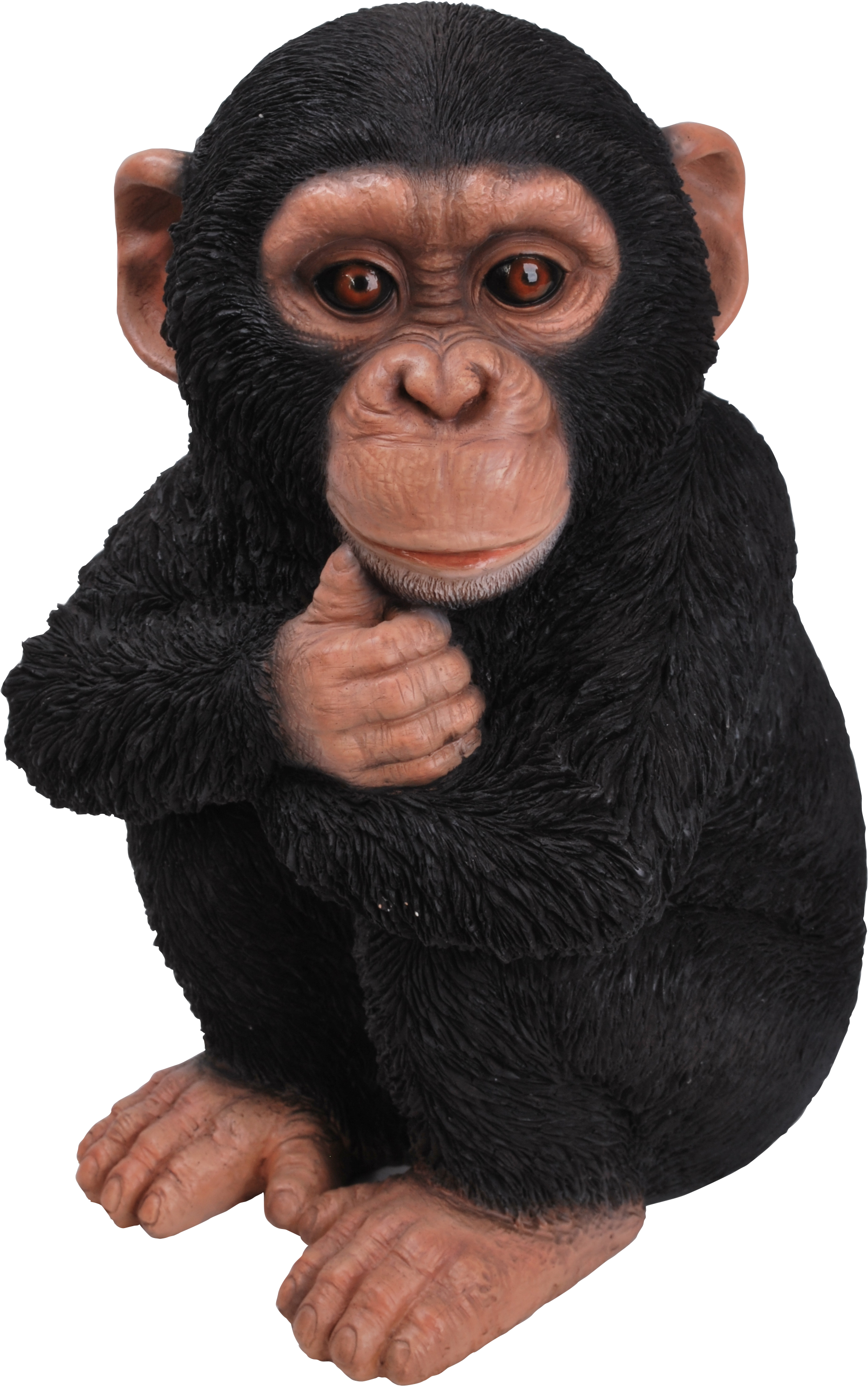 Rl Baby Chimpanzee F - Real Chimpanzee, HD Png Download PNG with transparent background