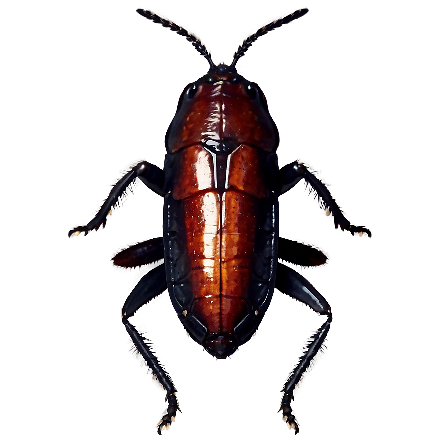 Roach Silhouette PNG uhj49 PNG image with a transparent background, free high-resolution download