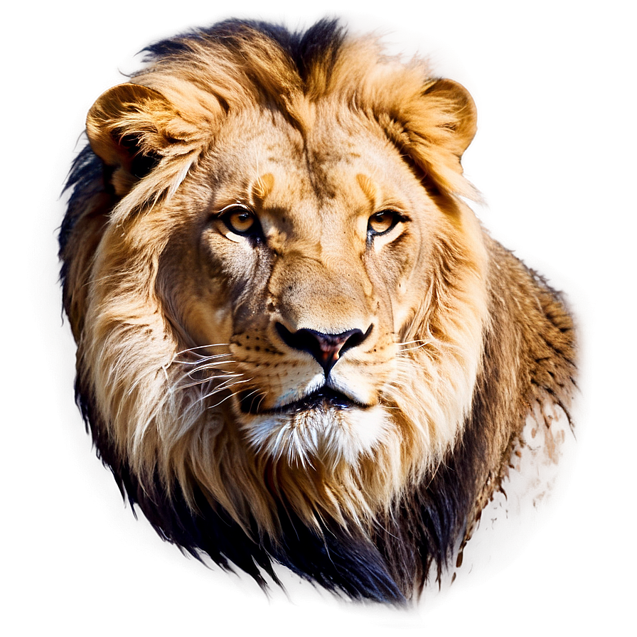 Roaring Lion Face Png 06122024