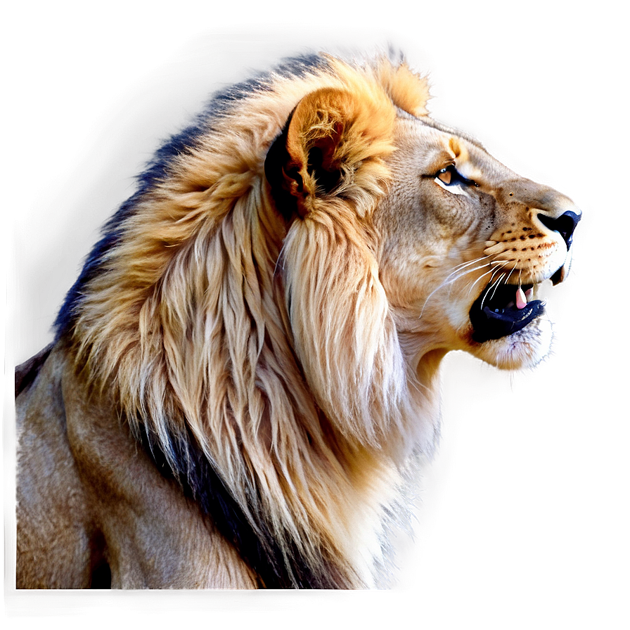 Roaring Lion Portrait Png Qxm