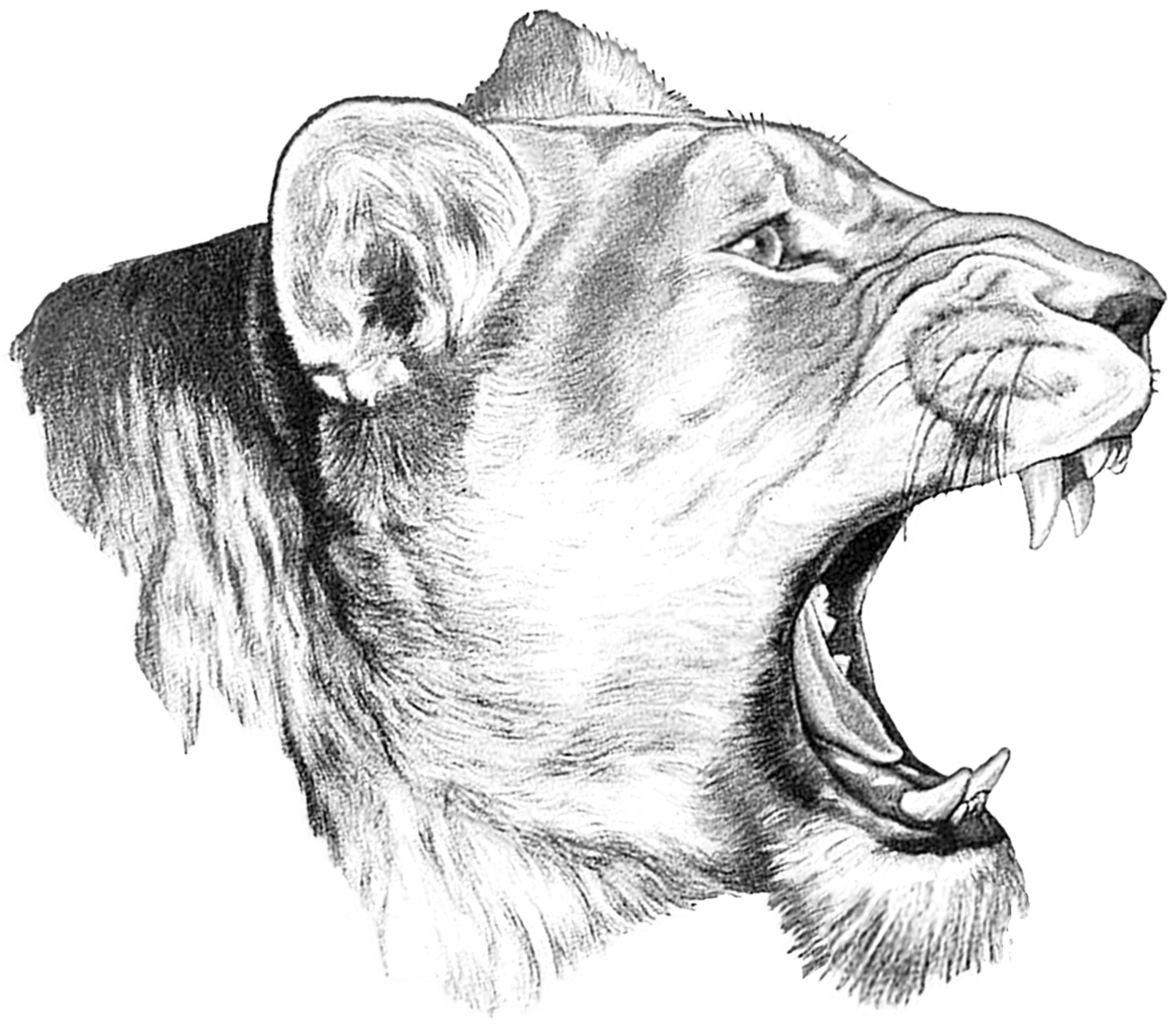 Roaring Lioness Sketch