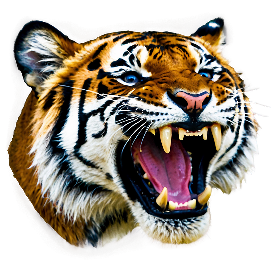 Roaring Tiger PNG 05032024 PNG with transparent background