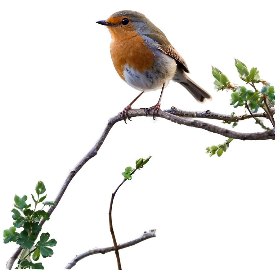 Robin Bird Spring Png Vku12