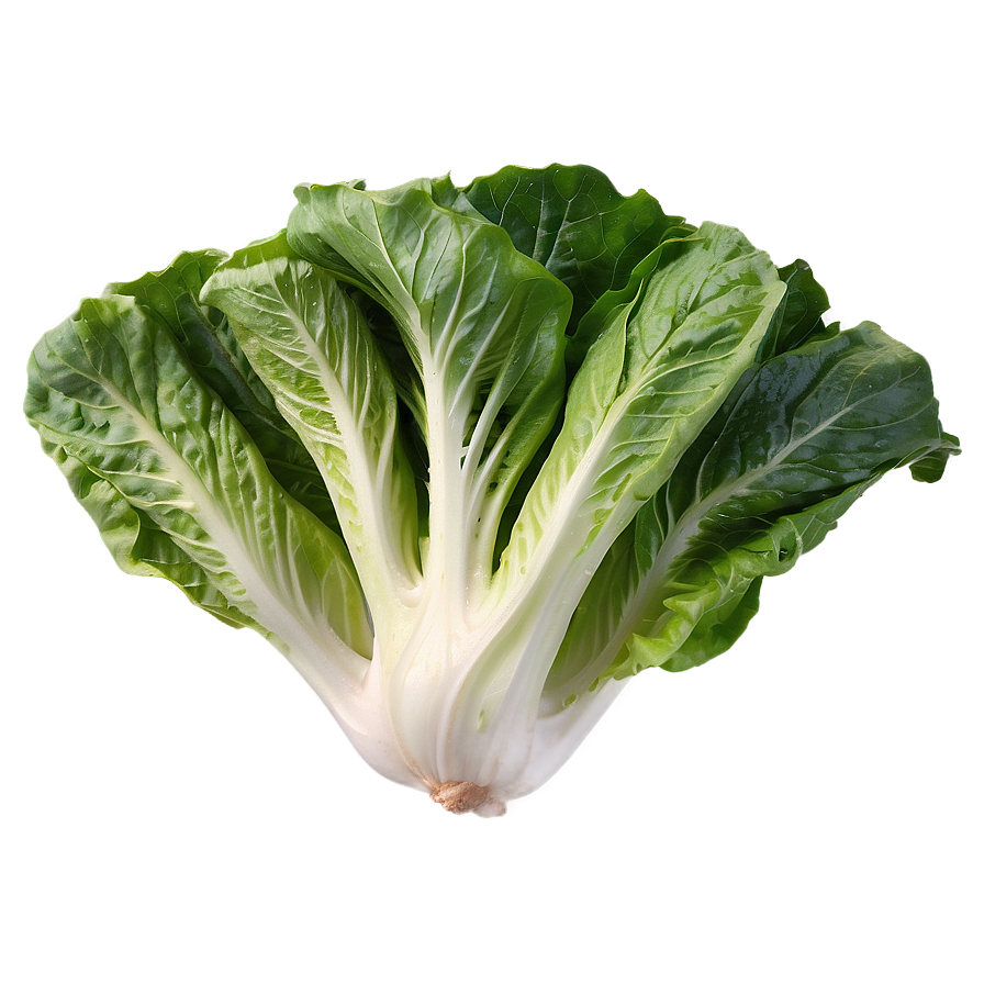 Romaine Lettuce Png Xay