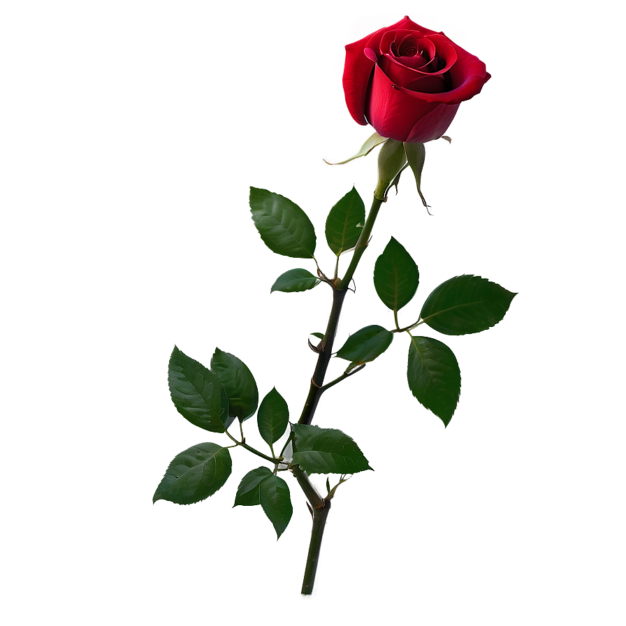 Romantic Red Rose Png Qef56