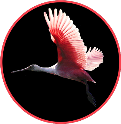 Roseate Spoonbill In Flight