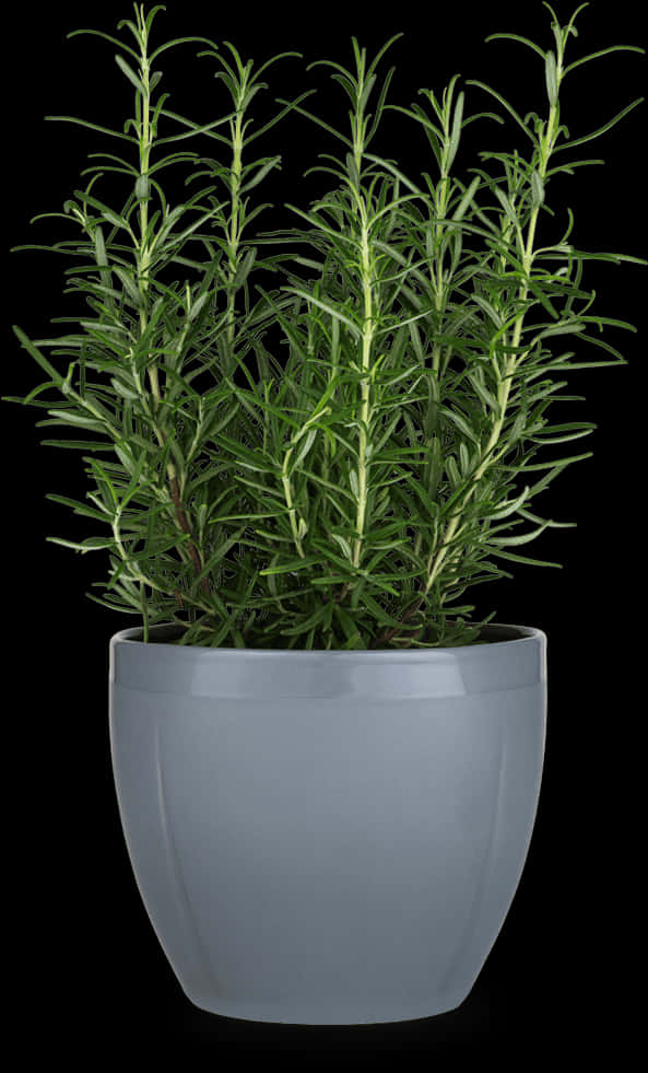 Rosemary Plantin Gray Pot