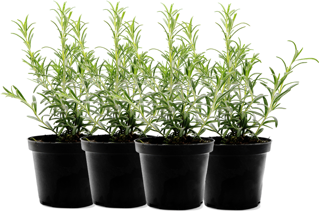 Rosemary Plantsin Black Pots