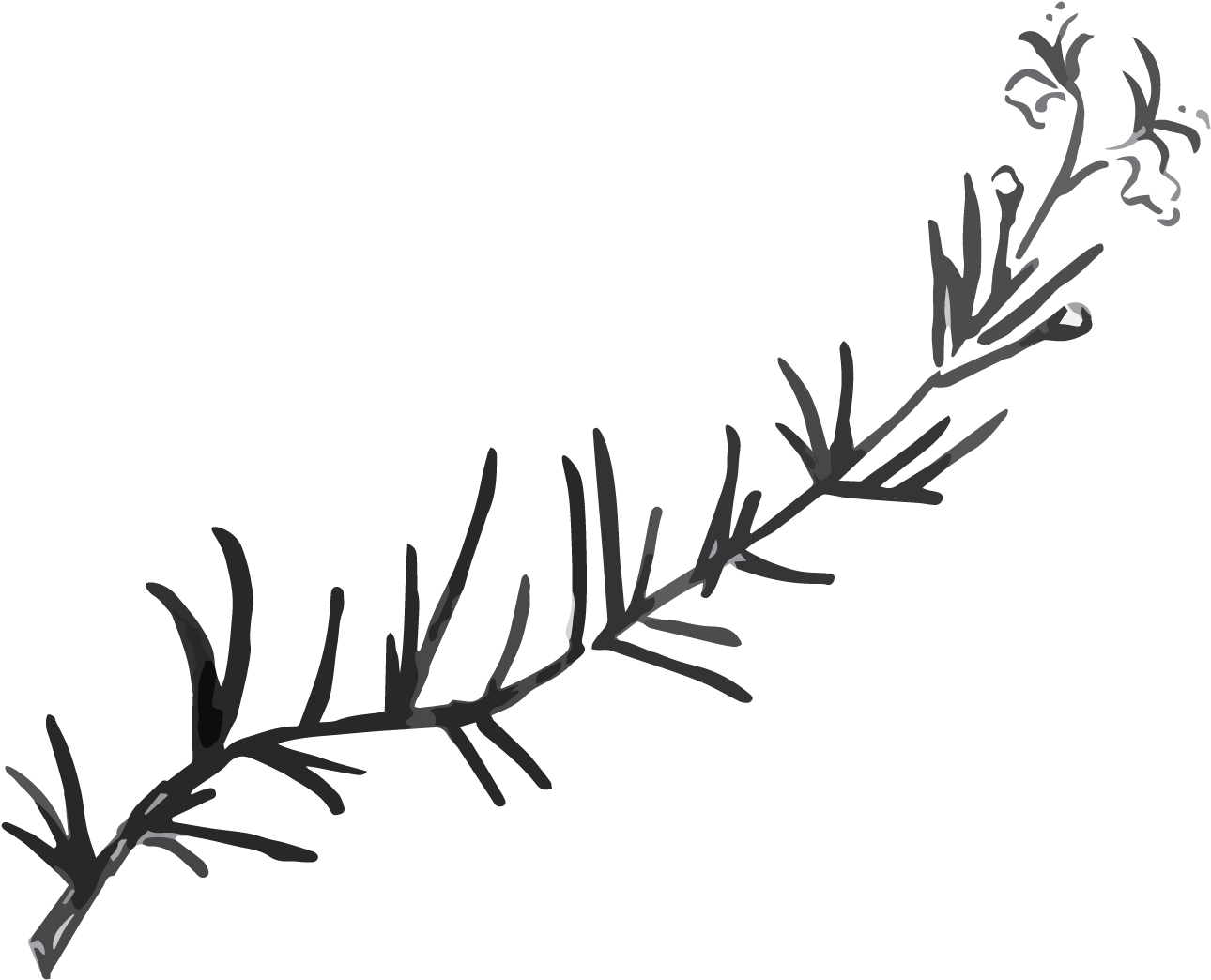 Calligraphy , Png Download - Rosemary Black And White Png, Transparent Png PNG with transparent background