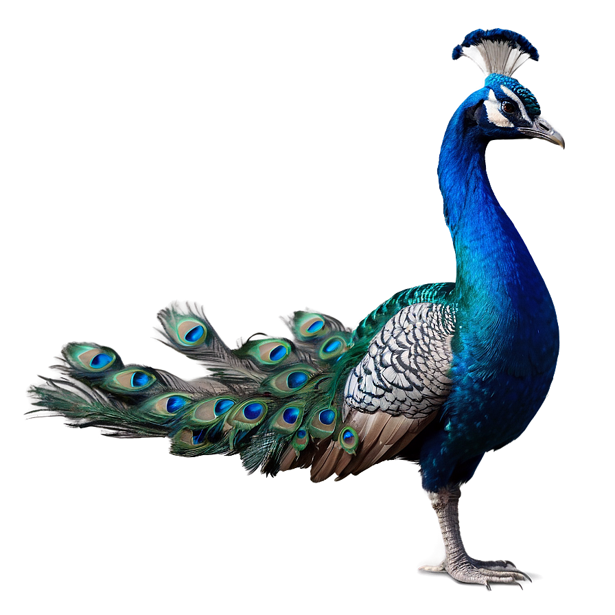 Royal Peacock Stance Png Hff48