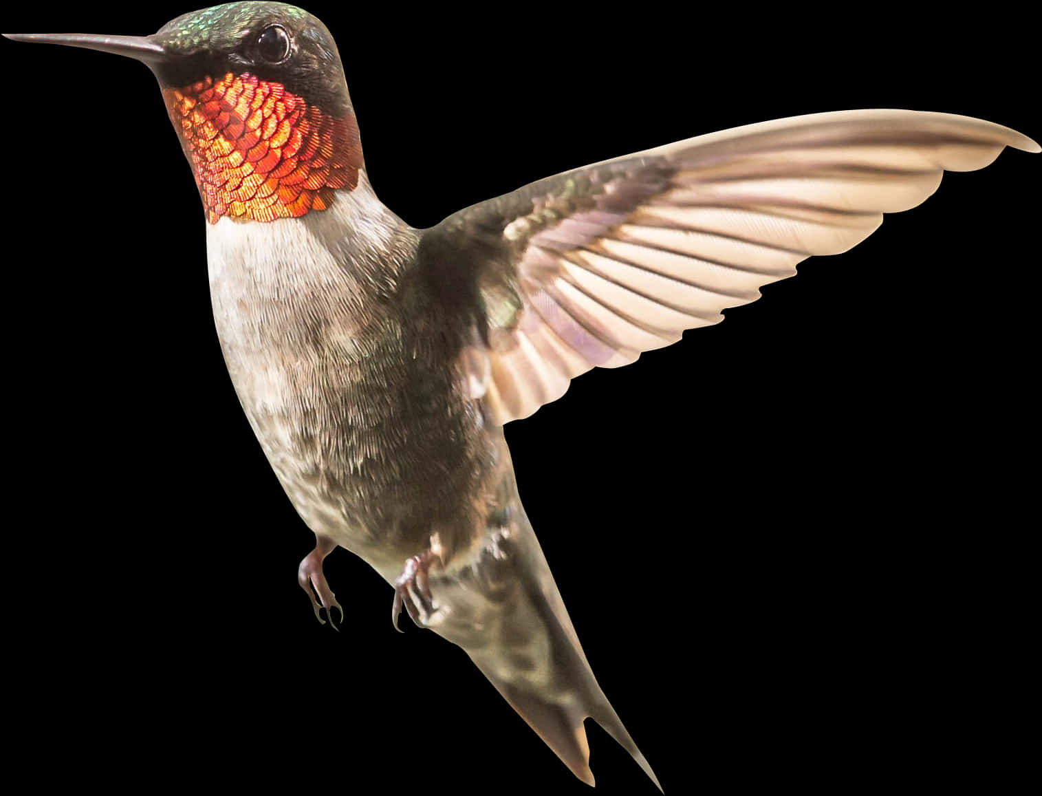 Ruby Throated Hummingbird In Flight PNG with transparent background