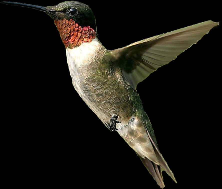 Ruby Throated Hummingbird In Flight.jpg