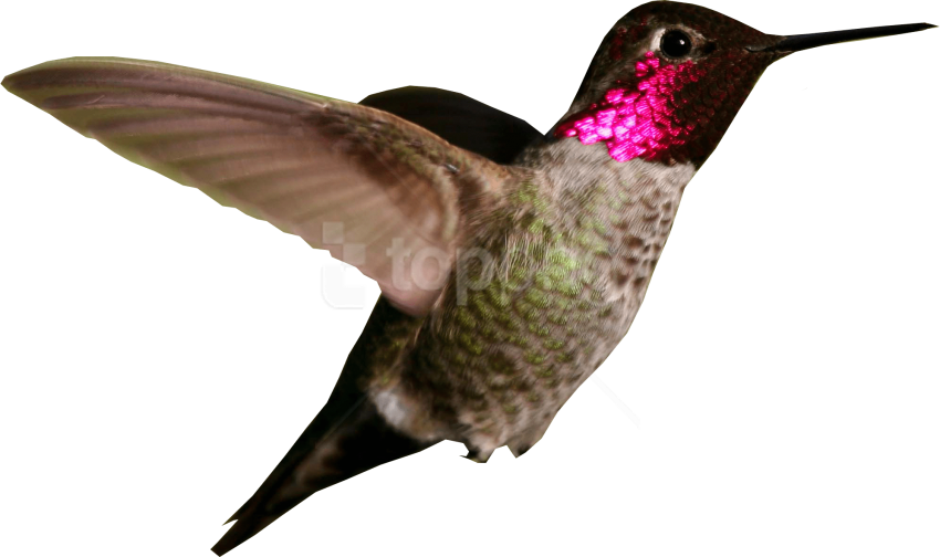 Ruby Throated Hummingbird In Flight.png PNG with transparent background