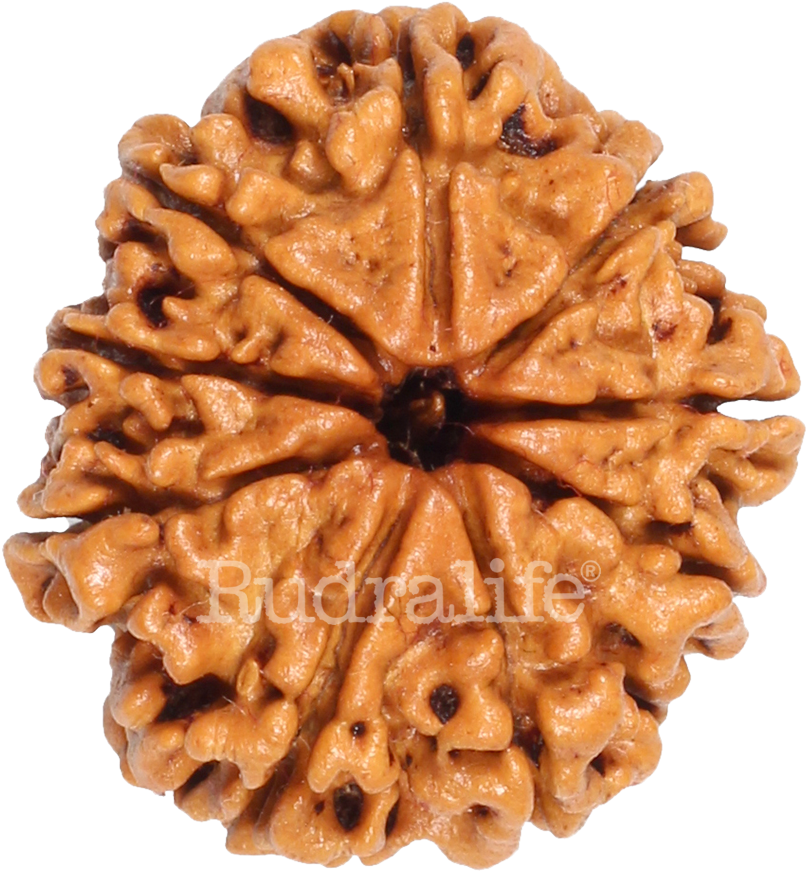 Rudraksha Bead Sacred Seed