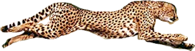 Running Cheetah Transparent Background Png - Transparent Background Cheetah Png, Png Download PNG with transparent background