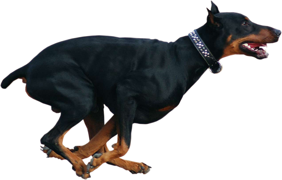 Running Doberman P N G Transparent Background