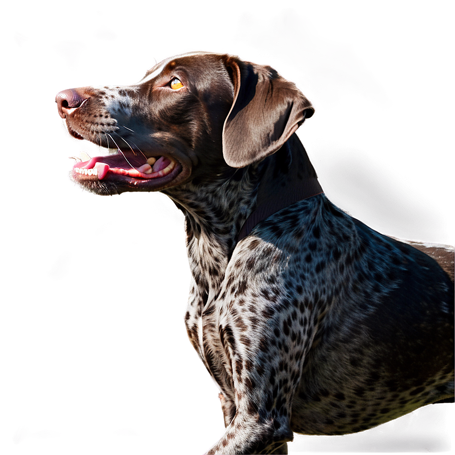 Running German Shorthaired Pointer Png 06292024